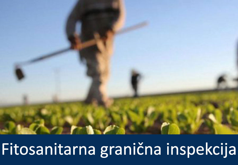 fitosanitarna granicna inspekcija